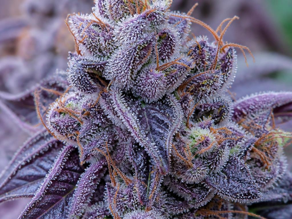 Macro shot of a frosty purple indica bud